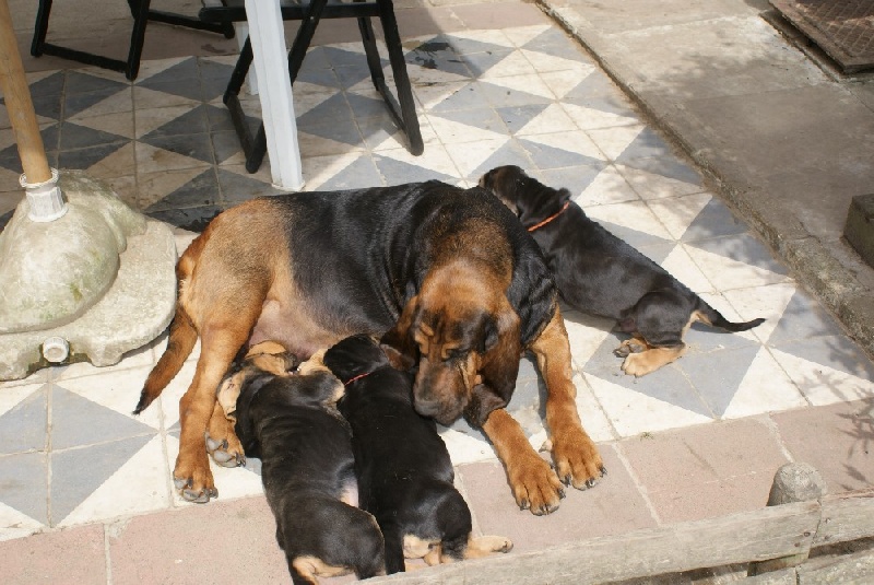 Nos chiens
